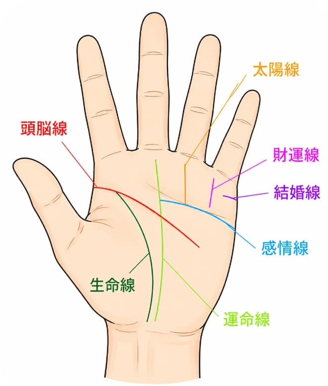 手相の主な線の位置を示した図。頭脳線・生命線・感情線・運命線・太陽線・財運線・結婚線に色分けした線とラベルが付いている